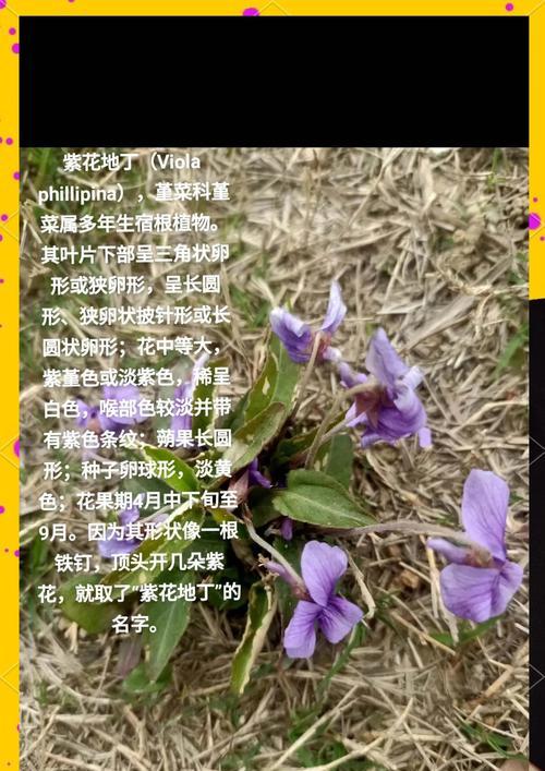 地丁花的种植步骤和养护技巧？