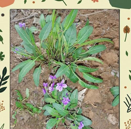 地丁花的种植步骤和养护技巧？