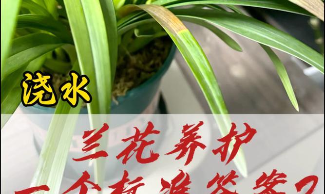 兰花干尖是怎么回事？如何预防和处理？