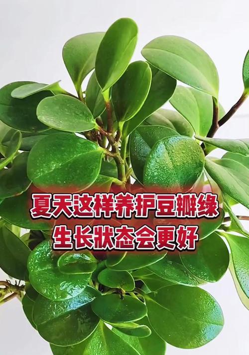 豆瓣绿浇水频率是多少？浇水过多会怎样？