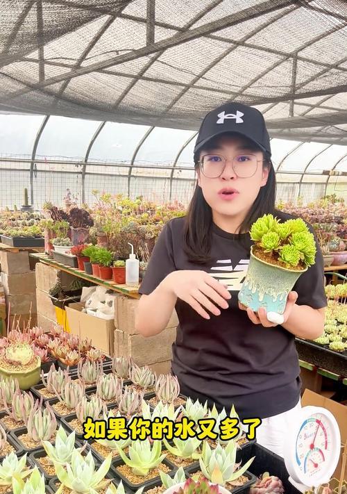 豆瓣绿浇水频率是多少？浇水过多会怎样？