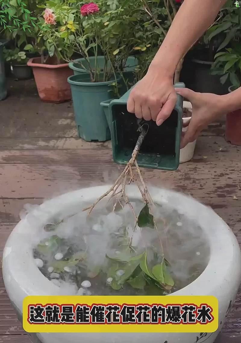 玉兰花养殖方法有哪些？