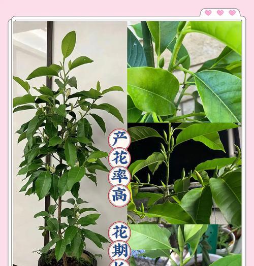 玉兰花养殖方法有哪些？
