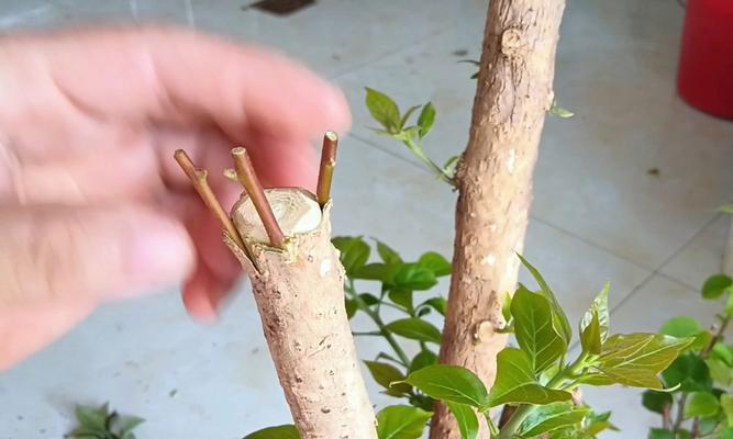 三角梅树桩的修剪和养护技巧有哪些？