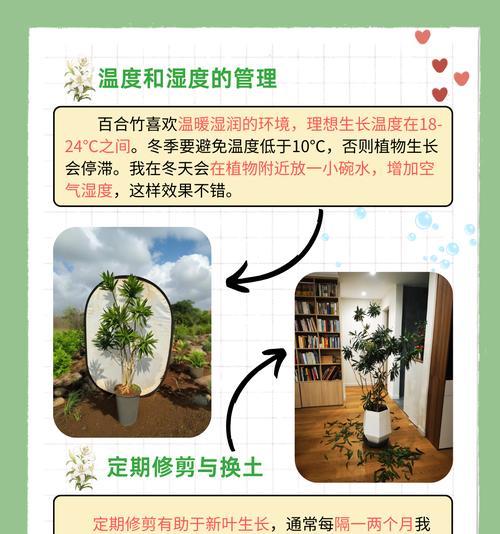 竹子的养殖方法是什么？如何防止竹子倒伏？