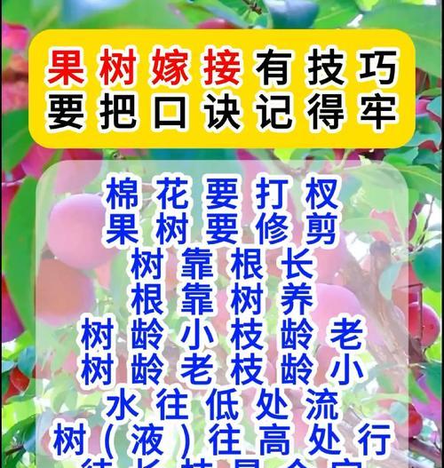 嫁接榕树的养护要点是什么？怎样才能使其健康成长？