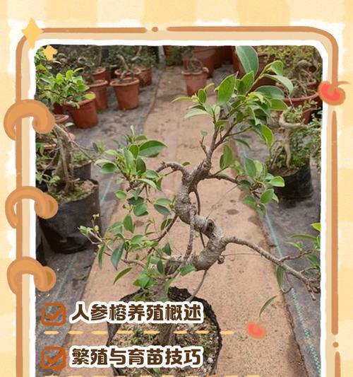 嫁接榕树的养护要点是什么？怎样才能使其健康成长？