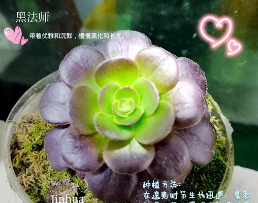 黑法师有哪些品种？如何选择适合的黑法师品种？