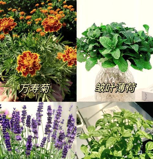 哪些植物具有天然驱蚊效果？如何使用它们防蚊？