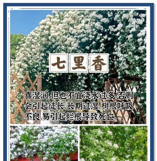 哪些植物具有天然驱蚊效果？如何使用它们防蚊？