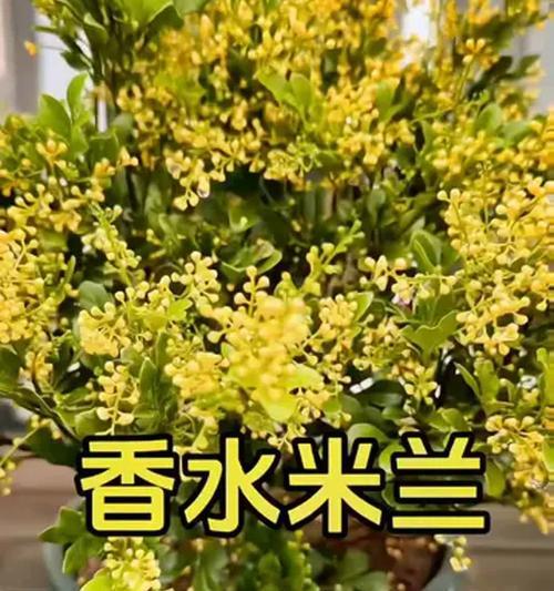 米兰花的养殖技巧有哪些？