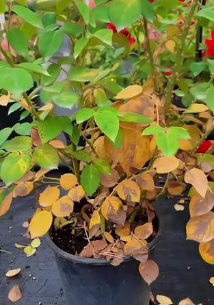 盆栽植物烂根的原因及防治措施？