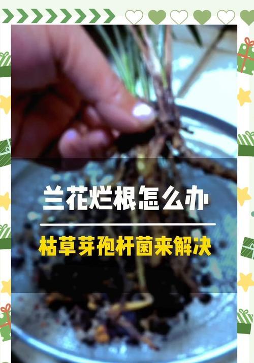 盆栽植物烂根的原因及防治措施？