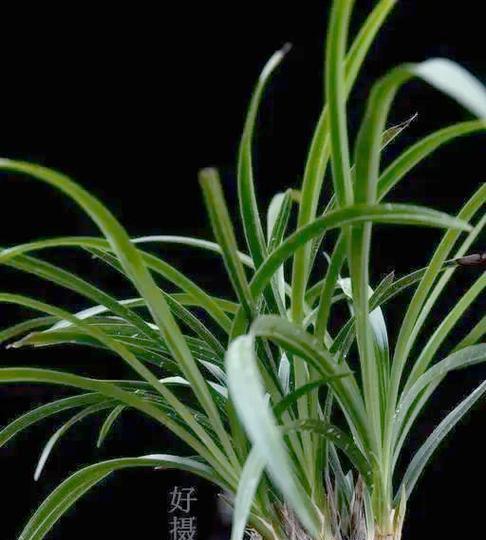 盆栽植物烂根的原因及防治措施？