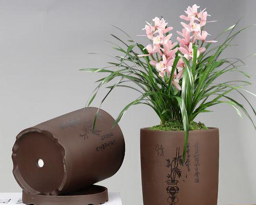 紫砂花盆种什么花好？紫砂盆适合种植哪些花卉？
