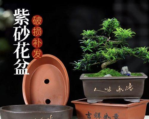 紫砂花盆种什么花好？紫砂盆适合种植哪些花卉？