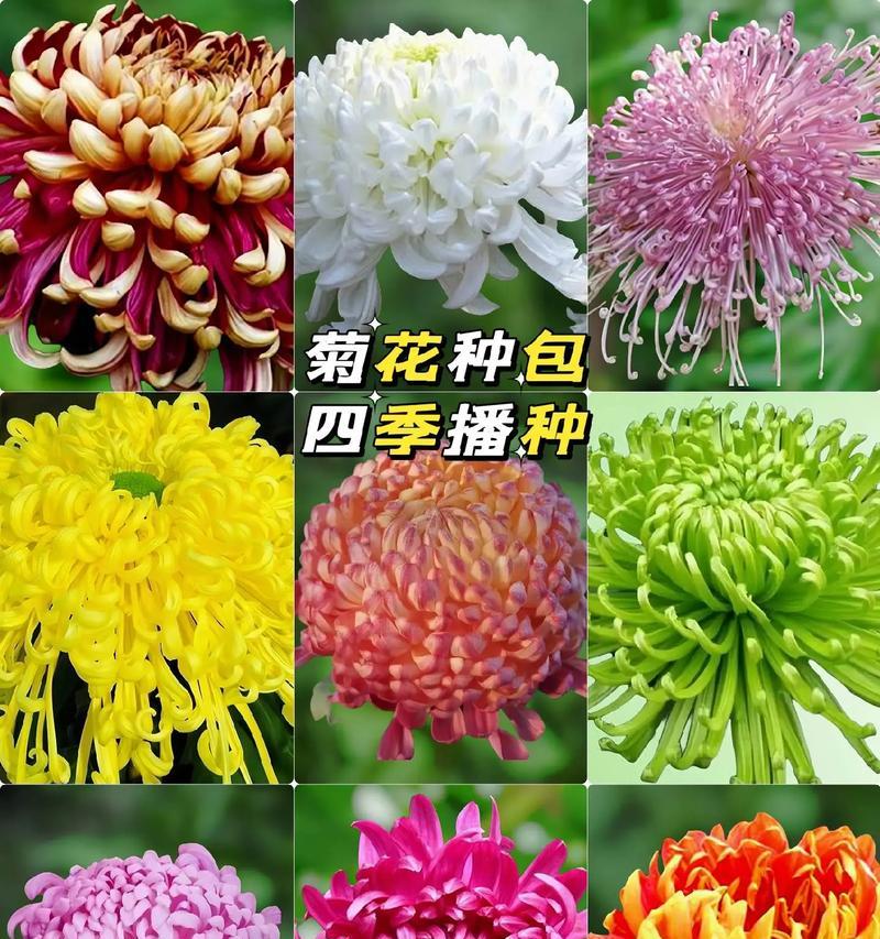 四季菊有哪些品种？四季菊品种的养护方法是什么？