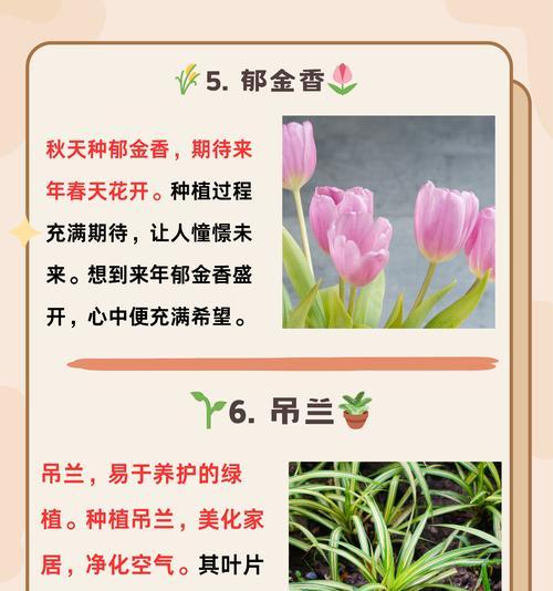 四季菊有哪些品种？四季菊品种的养护方法是什么？