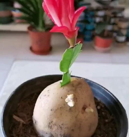 蟹爪兰插枝繁殖的步骤是什么？