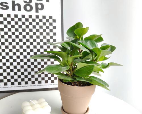 豆瓣植物的养护技巧是什么？