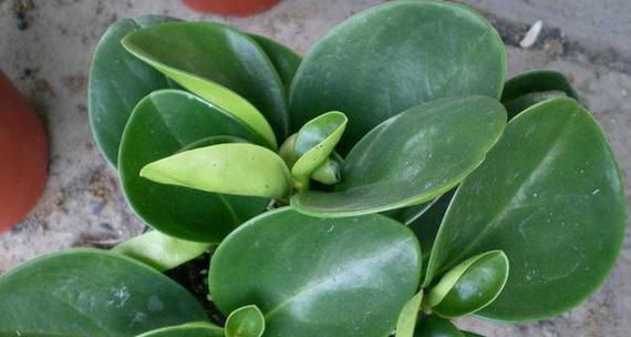 豆瓣植物的养护技巧是什么？
