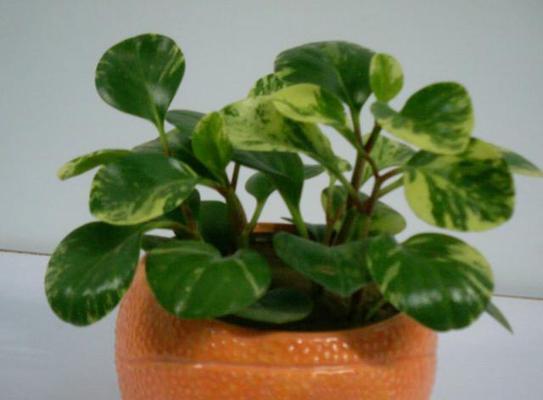 豆瓣植物的养护技巧是什么？