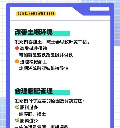 发财树腻虫问题如何解决？