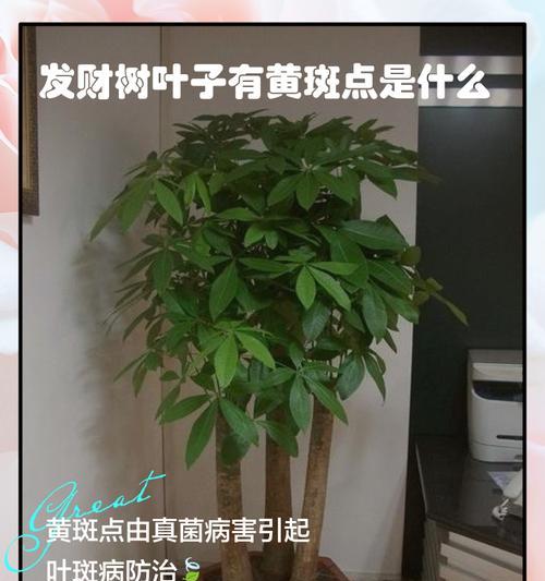 发财树腻虫问题如何解决？