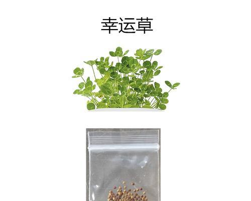 盆栽幸运草的种植方法是什么？