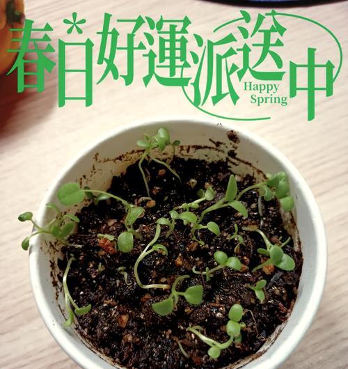 盆栽幸运草的种植方法是什么？