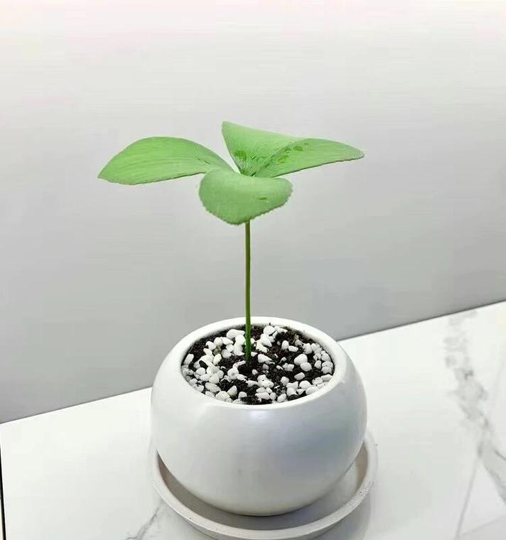 盆栽幸运草的种植方法是什么？
