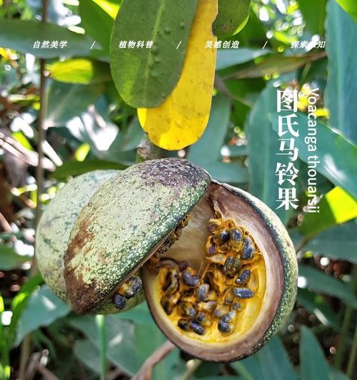 夹竹桃有哪些品种？各自的毒性如何？