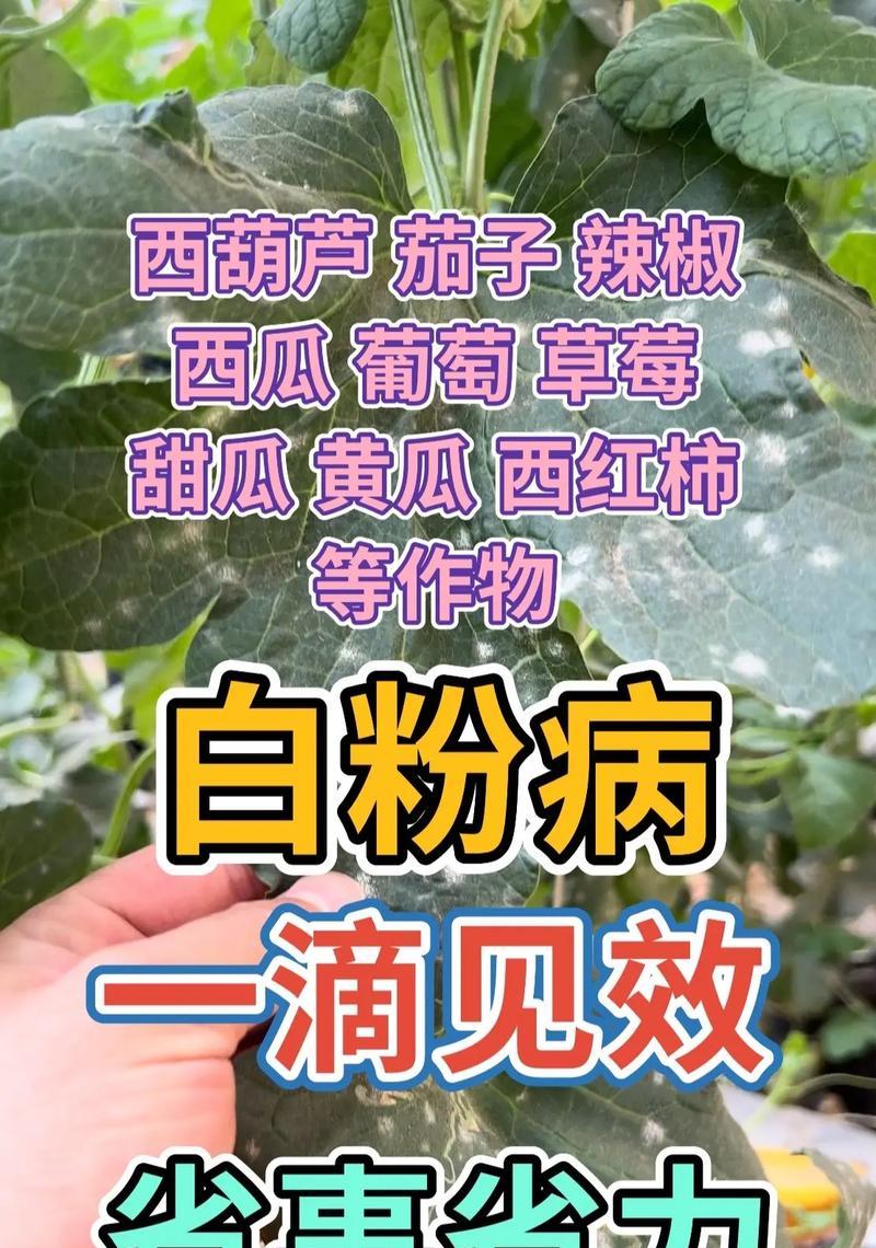 花卉白粉病的防治方法有哪些？