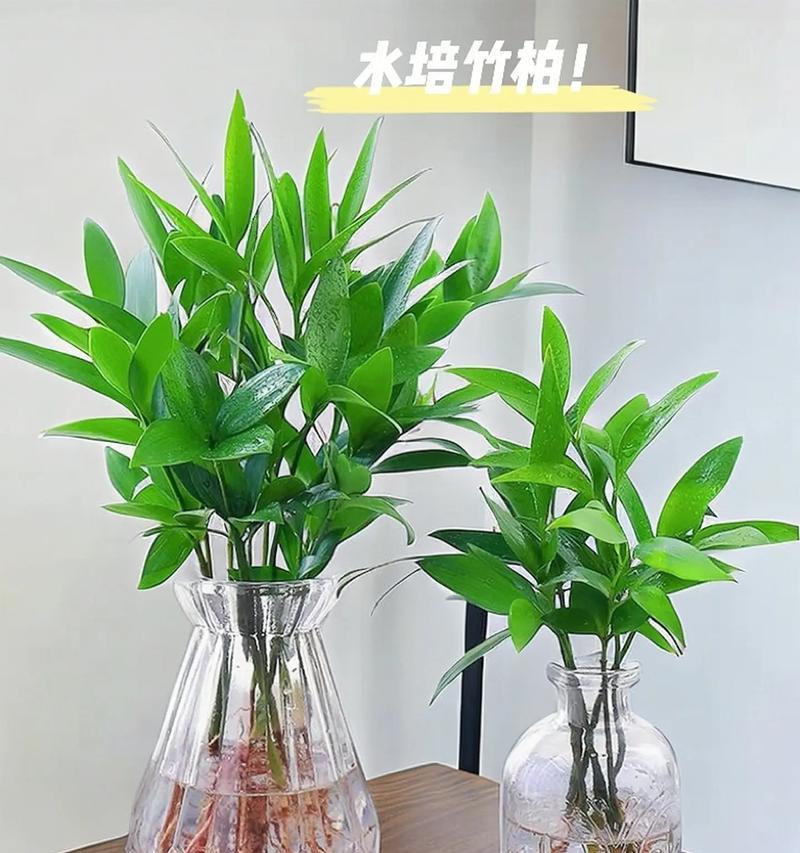 水培植物需要什么？水培系统的基本要求有哪些？