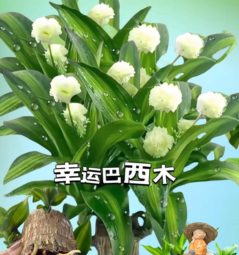 水培植物需要什么？水培系统的基本要求有哪些？