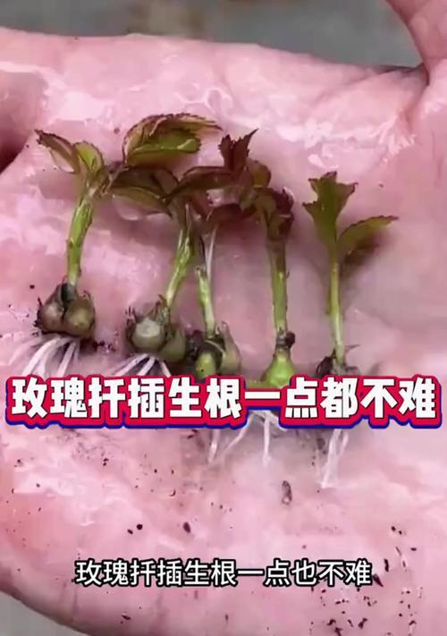 山地玫瑰生根的秘诀是什么？