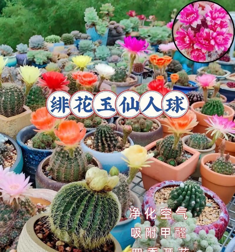 玉翁仙人球的养殖技巧有哪些？