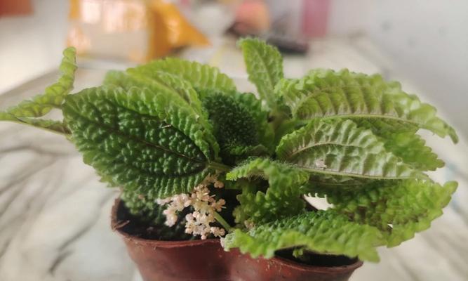 皱叶冷水花的养殖技巧和常见问题解答？