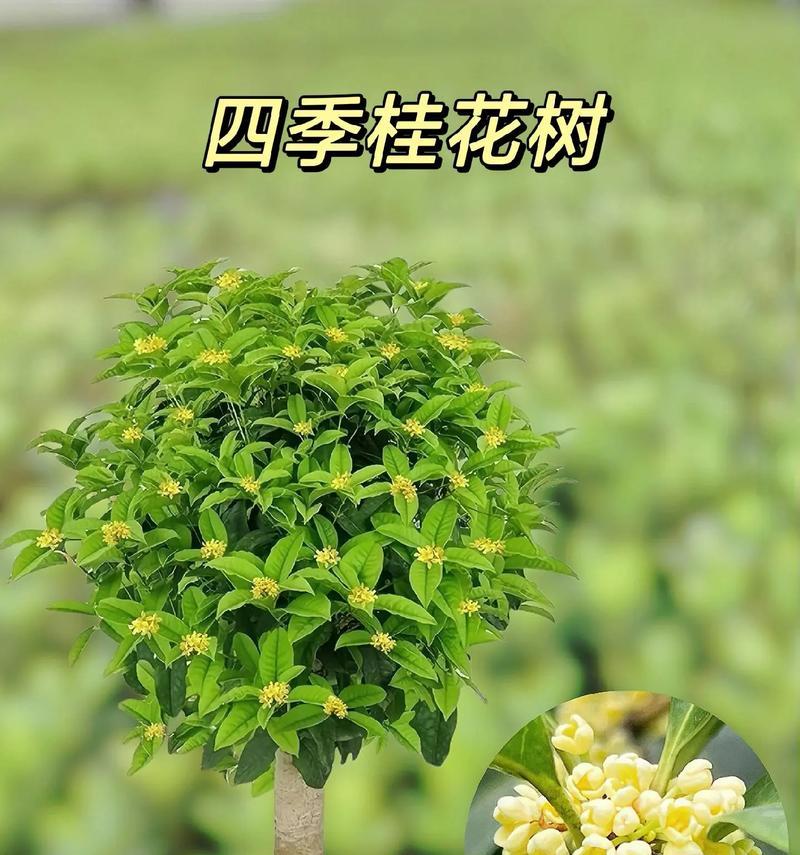 北方桂花养殖技巧是什么？