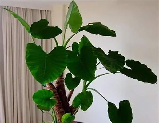 滴水观音开花的条件是什么？如何促进滴水观音开花？