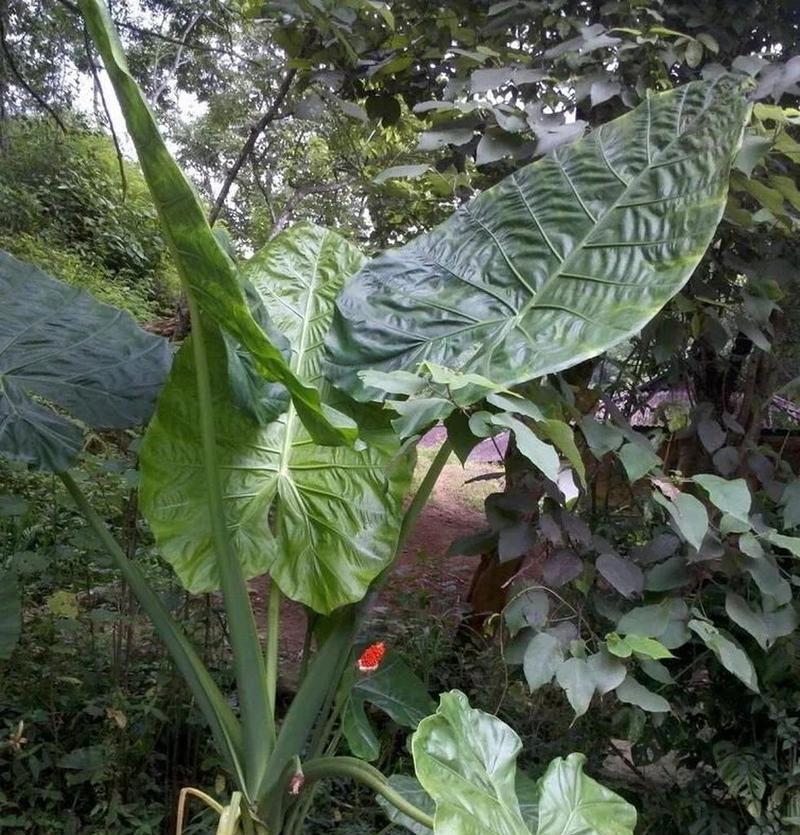 滴水观音开花的条件是什么？如何促进滴水观音开花？