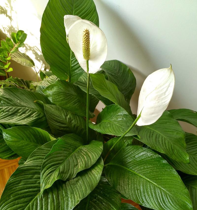 滴水观音开花的条件是什么？如何促进滴水观音开花？