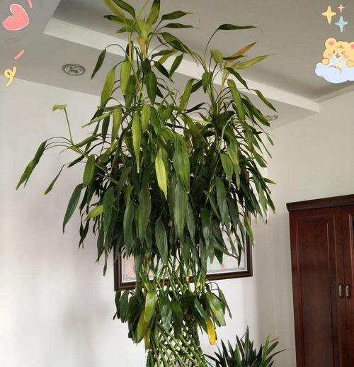 吉祥竹的养殖技巧有哪些？如何保持吉祥竹的健康生长？