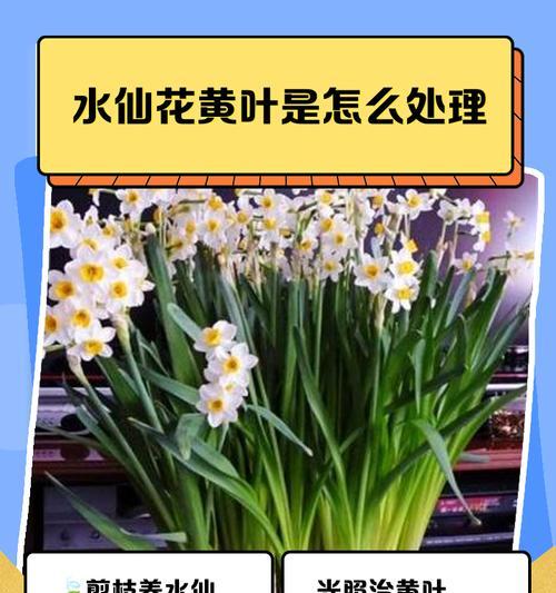 仙鹤来叶子黄怎么办？如何处理黄叶问题？