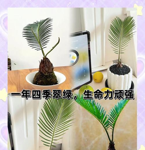 铁树的繁殖方式是什么？