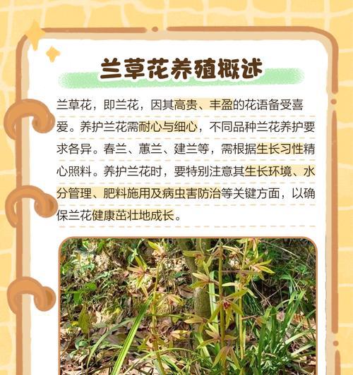兰草的养殖方法和注意事项是什么？