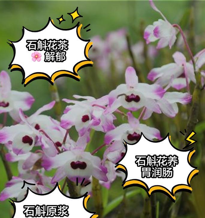 石斛兰品种介绍有哪些？它们的生长条件是什么？