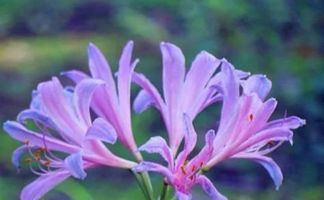 有什么紫色的花？紫色花卉的美丽与象征意义？