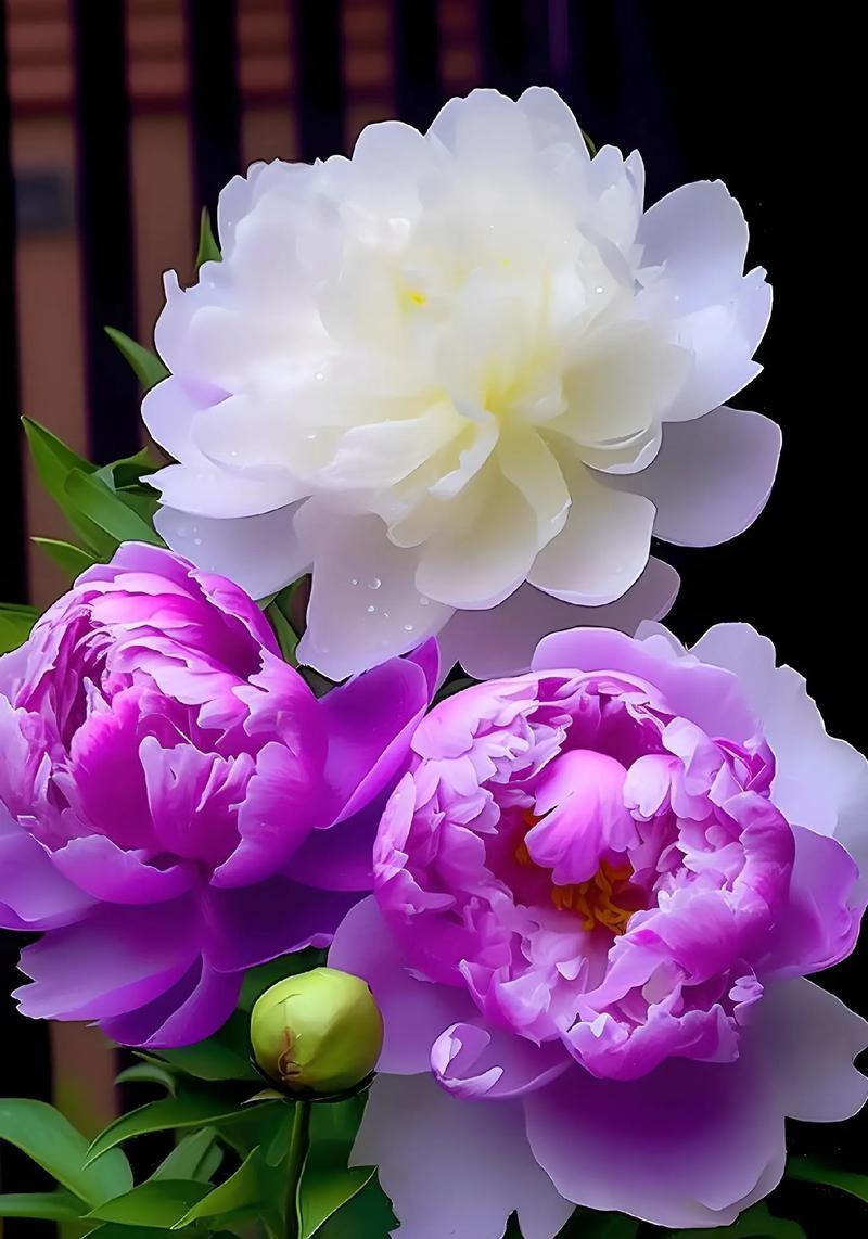 有什么紫色的花？紫色花卉的美丽与象征意义？