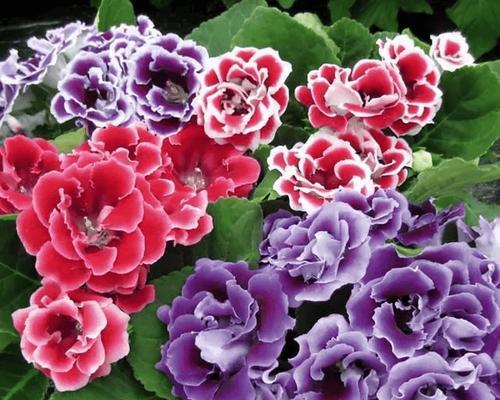 有什么紫色的花？紫色花卉的美丽与象征意义？